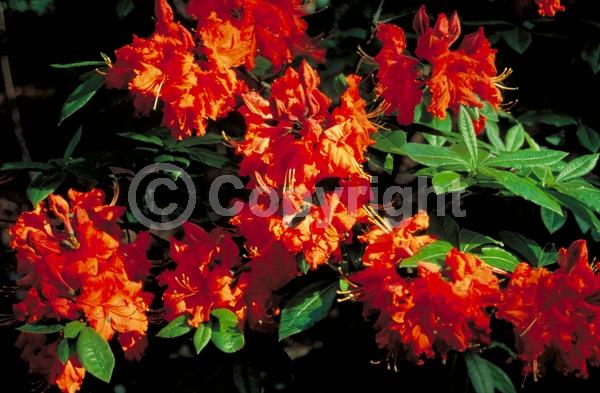Red blooms; Orange blooms; Deciduous; Broadleaf