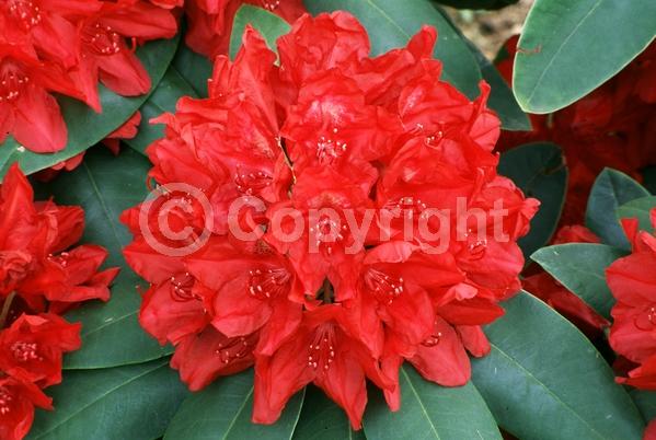 Red blooms; Evergreen; Broadleaf