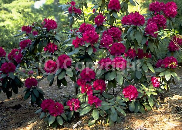 Red blooms; Evergreen; Broadleaf