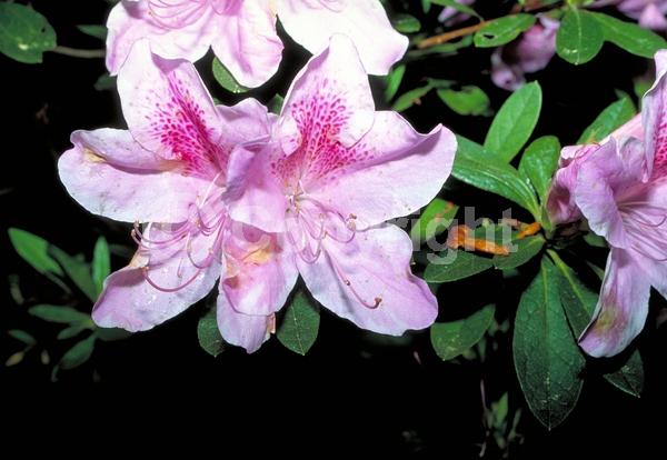 Pink blooms; Evergreen; Needles or needle-like leaf