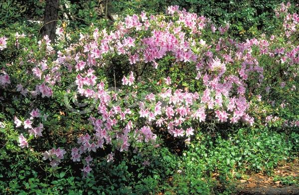 Pink blooms; Evergreen; Needles or needle-like leaf