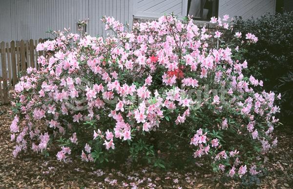 Pink blooms; Evergreen; Needles or needle-like leaf