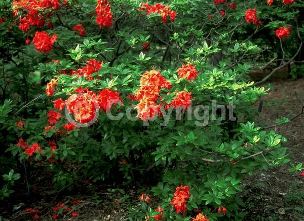 Orange blooms; Deciduous; Broadleaf