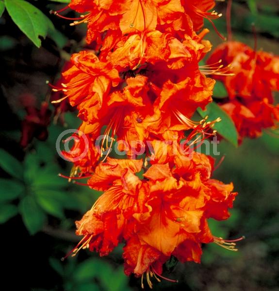 Orange blooms; Deciduous; Broadleaf
