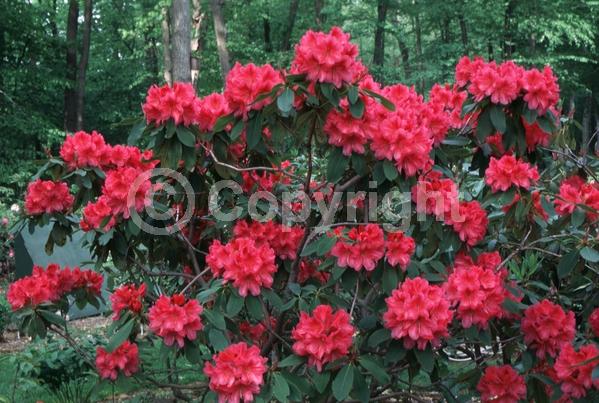 Red blooms; Salmon blooms; Evergreen; Broadleaf