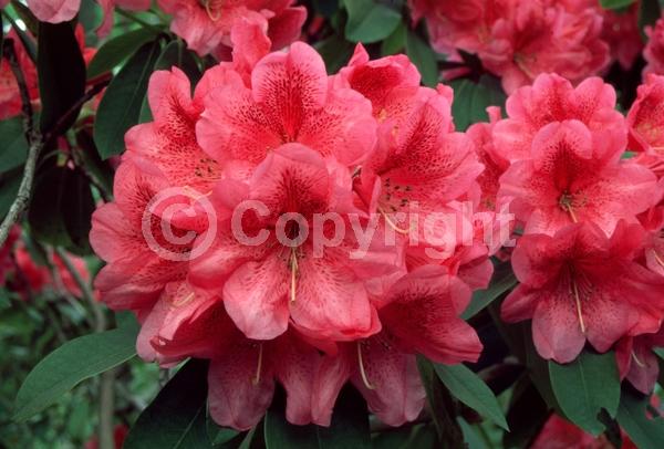 Red blooms; Salmon blooms; Evergreen; Broadleaf