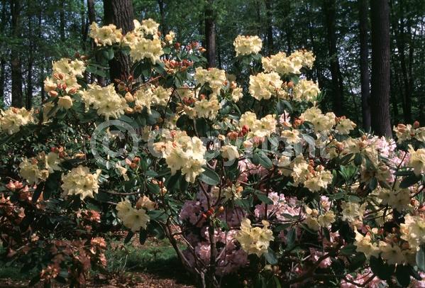 Yellow blooms; Evergreen; Broadleaf
