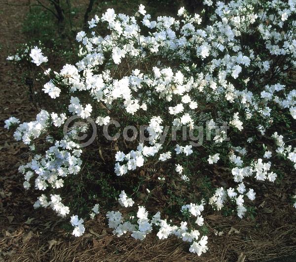 White blooms; Evergreen; Broadleaf