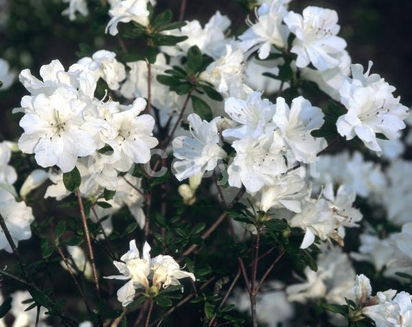 White blooms; Evergreen; Broadleaf