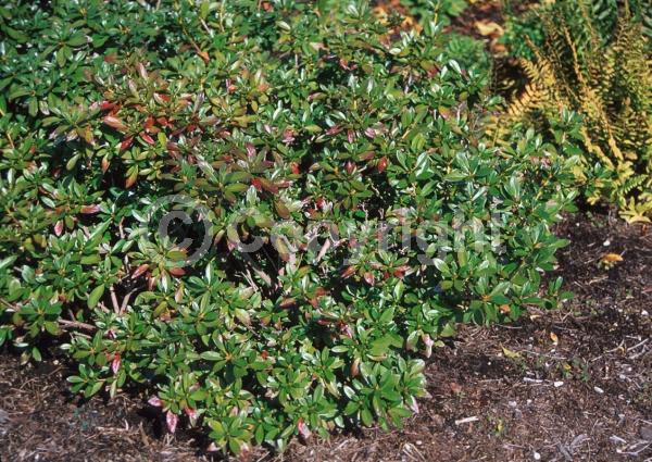 Red blooms; Purple blooms; Evergreen