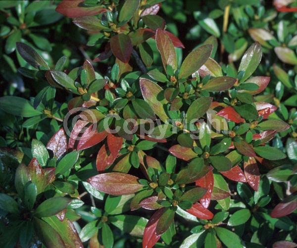 Red blooms; Purple blooms; Evergreen