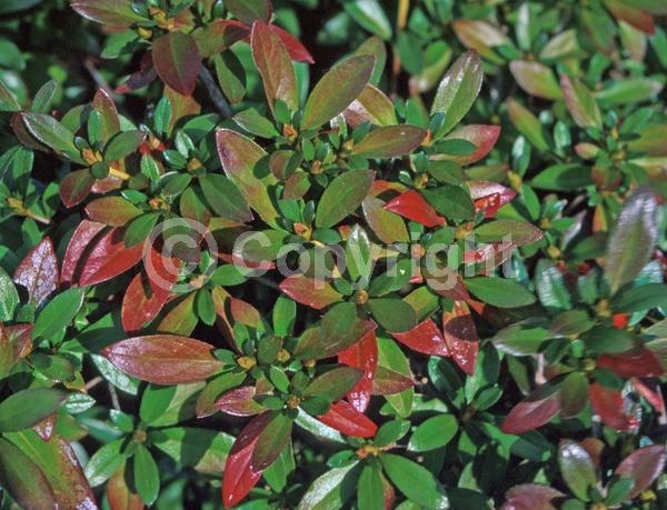 Red blooms; Purple blooms; Evergreen