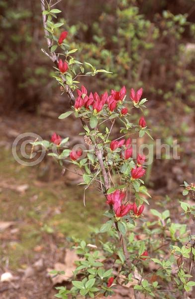 Red blooms; Evergreen
