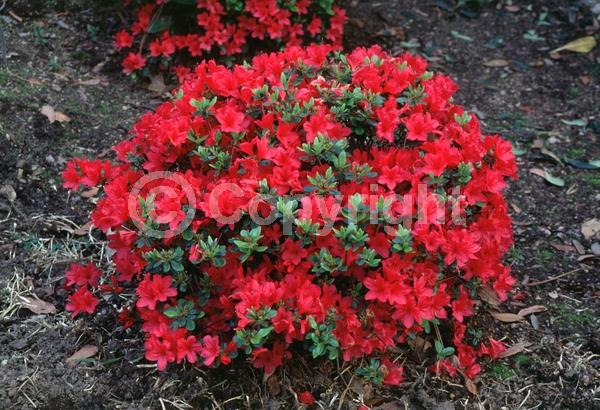 Red blooms; Evergreen; Broadleaf