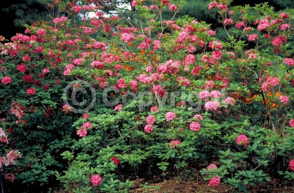 Pink blooms; Deciduous; Broadleaf