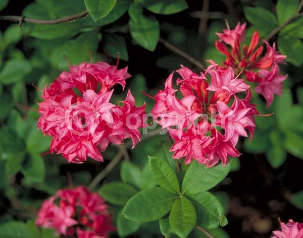 Pink blooms; Deciduous; Broadleaf