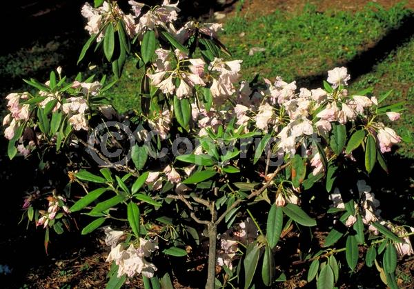 Pink blooms; Evergreen; Broadleaf