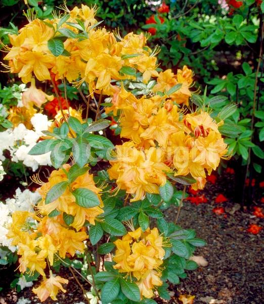 Orange blooms; Deciduous; Broadleaf
