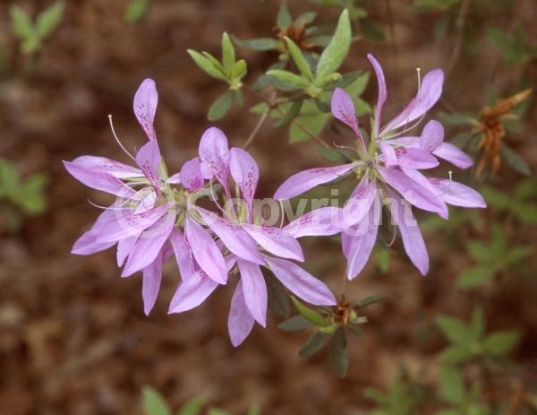 Lavender blooms; Evergreen; Broadleaf