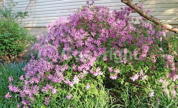 Lavender blooms; Evergreen; Broadleaf