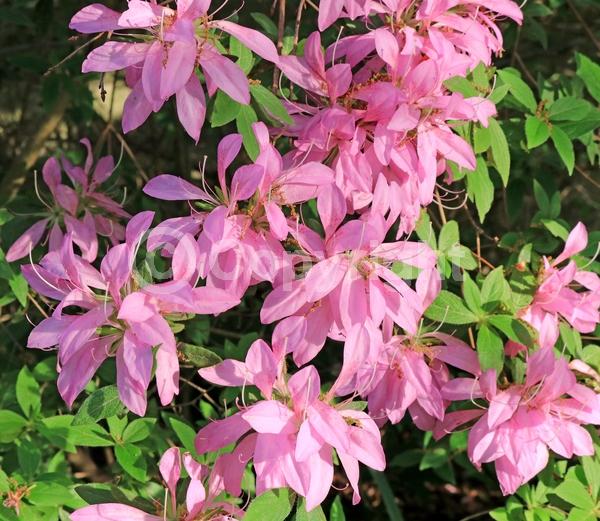 Lavender blooms; Evergreen; Broadleaf