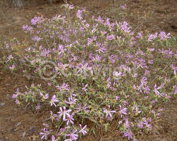 Lavender blooms; Evergreen; Broadleaf