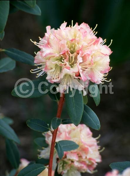 Yellow blooms; Pink blooms; Salmon blooms; Evergreen; Broadleaf