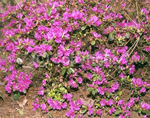 Purple blooms; Lavender blooms; Evergreen; Broadleaf