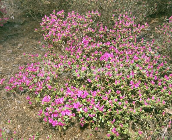 Purple blooms; Lavender blooms; Evergreen; Broadleaf