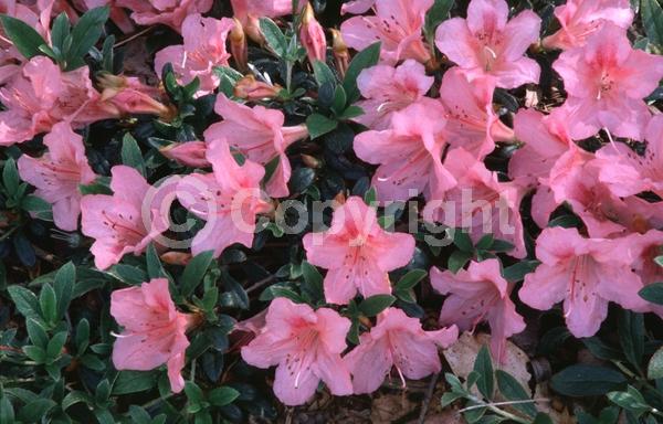 Pink blooms; Evergreen; Broadleaf