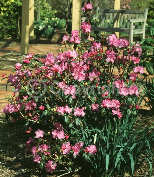 Pink blooms; Lavender blooms; Evergreen