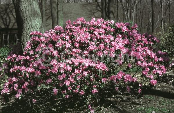 Pink blooms; Lavender blooms; Evergreen