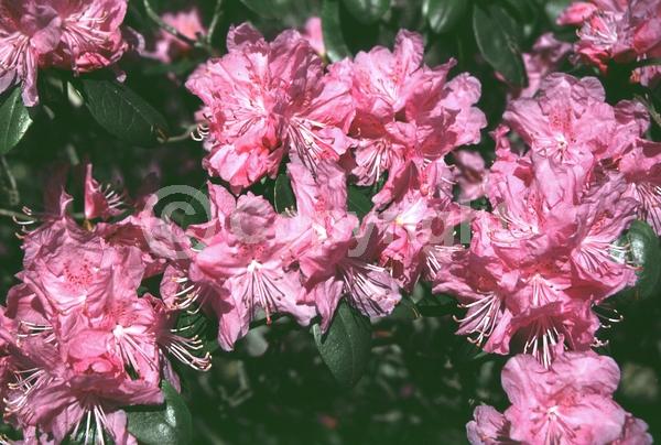 Pink blooms; Lavender blooms; Evergreen