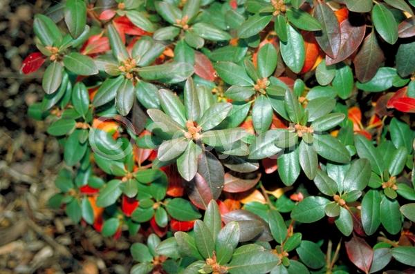 Pink blooms; Lavender blooms; Evergreen