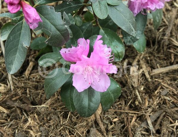 Lavender blooms; Evergreen; Broadleaf