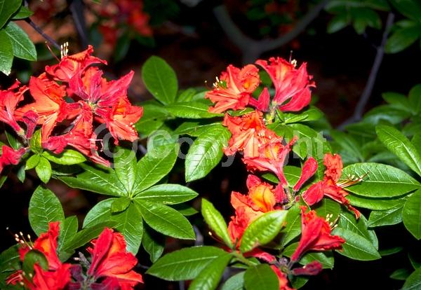 Orange blooms; Deciduous; Broadleaf