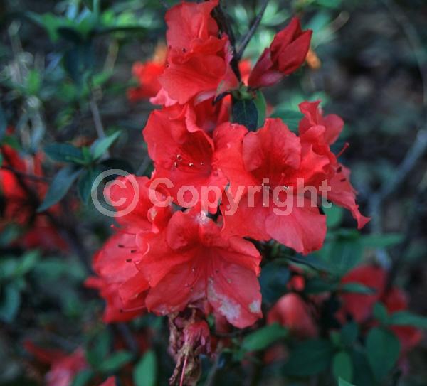 Red blooms; Deciduous