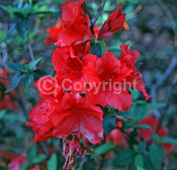 Red blooms; Deciduous