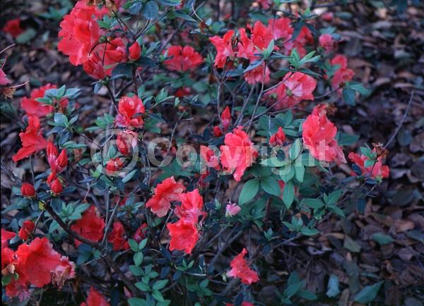 Red blooms; Deciduous