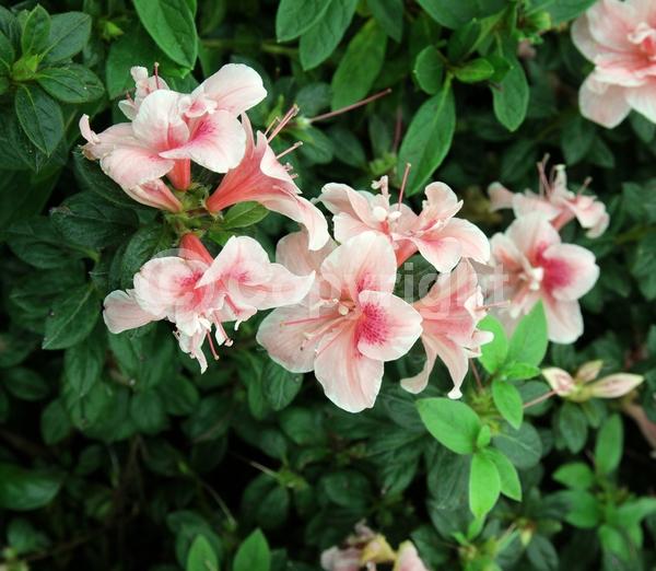 Pink blooms; Evergreen