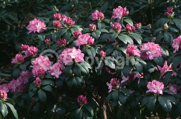 Pink blooms; Evergreen; Broadleaf