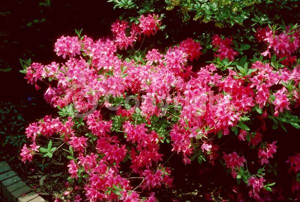 Pink blooms; Deciduous; Broadleaf