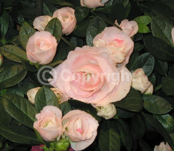 Pink blooms; Evergreen; Broadleaf