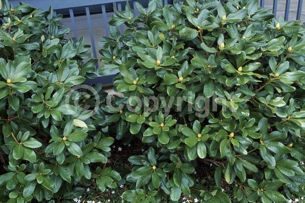 Pink blooms; Evergreen; Broadleaf