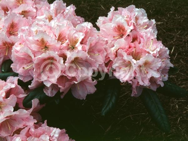 Pink blooms; Evergreen; Broadleaf