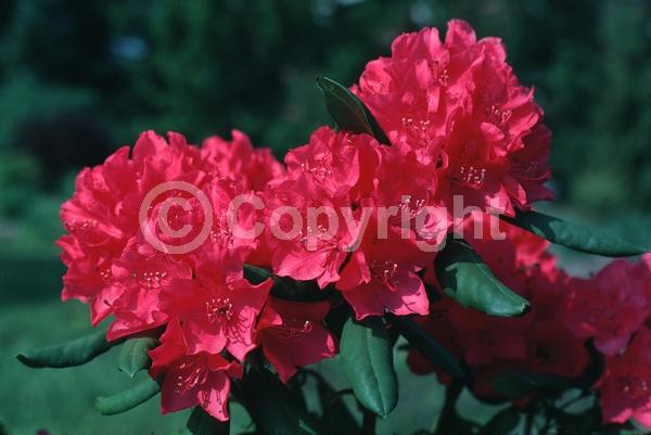 Red blooms; Evergreen; Broadleaf