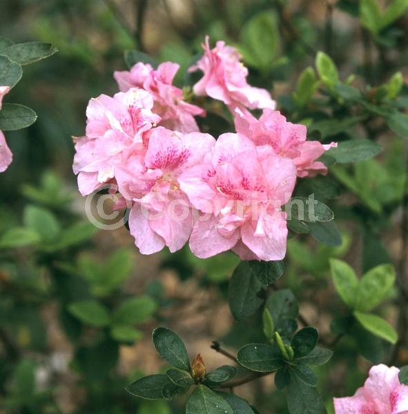 Pink blooms; Evergreen; Broadleaf