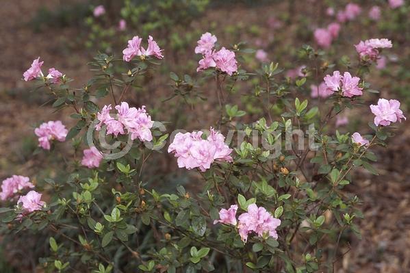 Pink blooms; Evergreen; Broadleaf