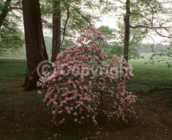 White blooms; Pink blooms; Evergreen