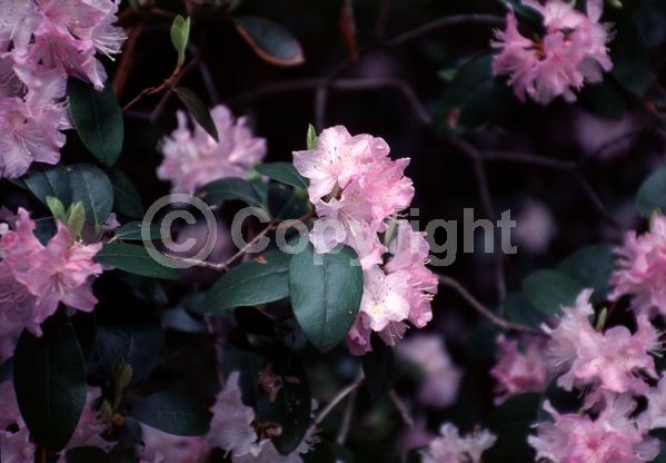 White blooms; Pink blooms; Evergreen